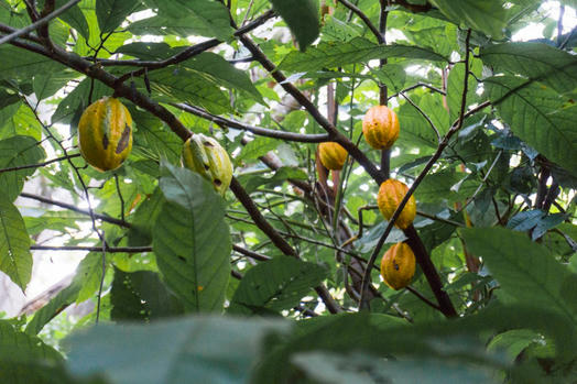 How to Make Cocoa Powder from the Pods of a Cacao Tree?