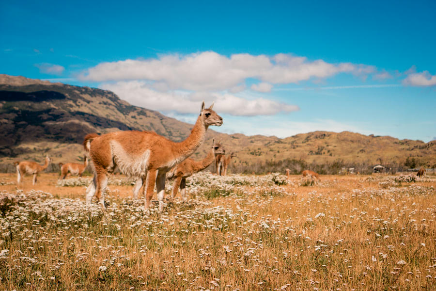 guanaco