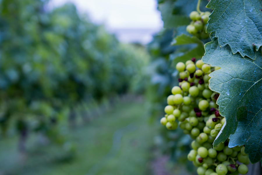 Best Wineries in Mendoza Best Wineries in Mendoza
