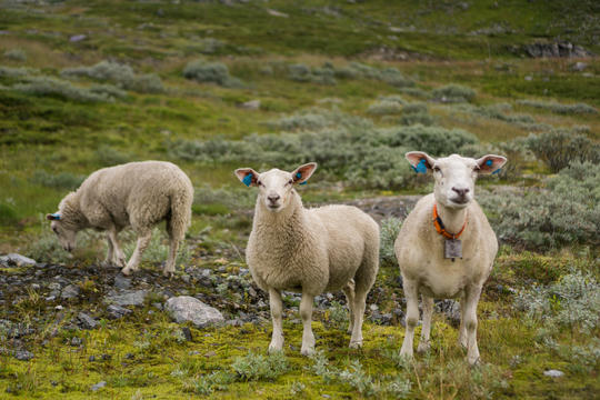 happy sheep