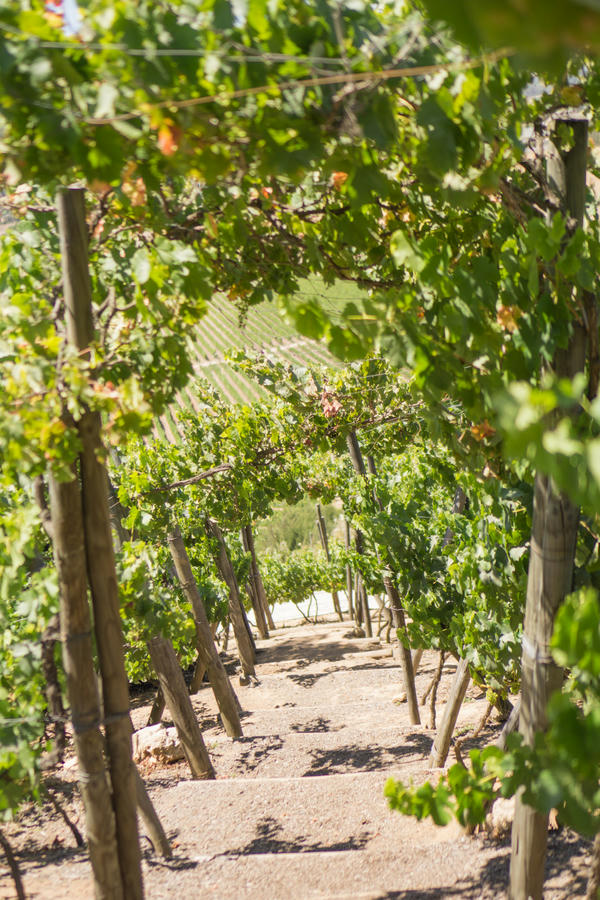 wineries of casablanca