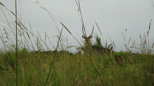 horseback safari