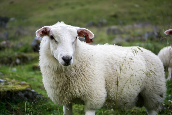 Happy sheep in fjord Norway