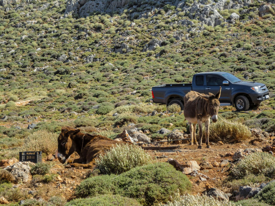 donkeys on the road