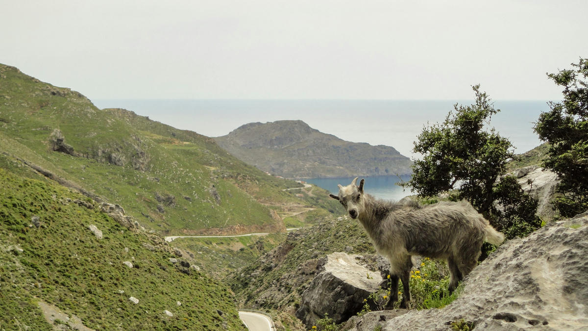 goats on the road