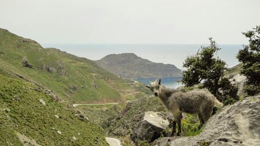 Goats on Cretan Roads - A Story in Pictures