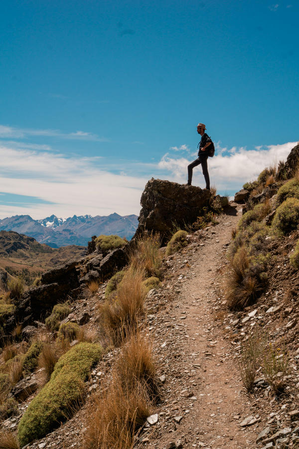 guanacos