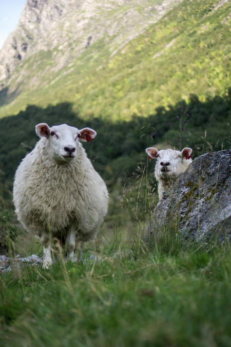 Happy sheep in fjord Norway