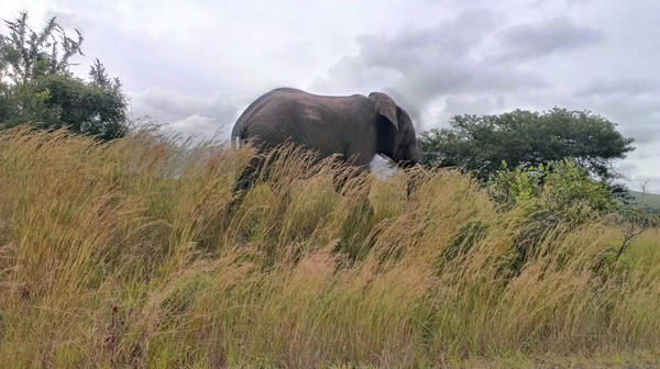 horseback safari