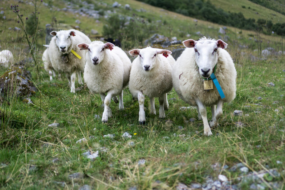 happy sheep in Norway