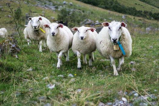 Happy Sheep of Norway