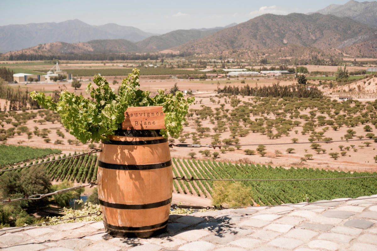 wineries of casablanca