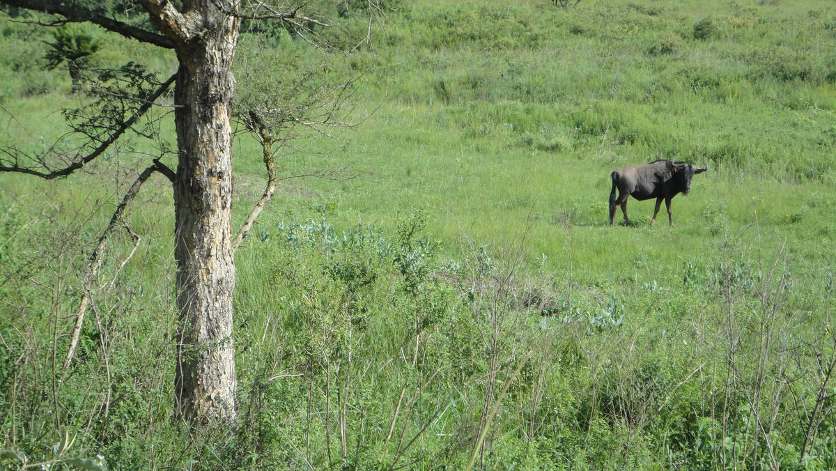 horseback safari