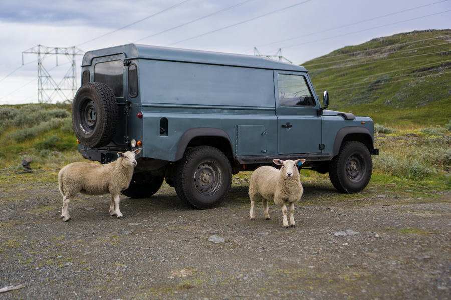 Happy sheep in fjord Norway