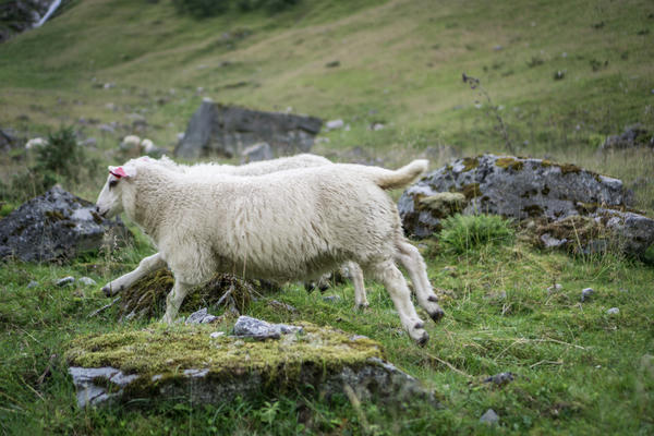 Happy sheep in fjord Norway