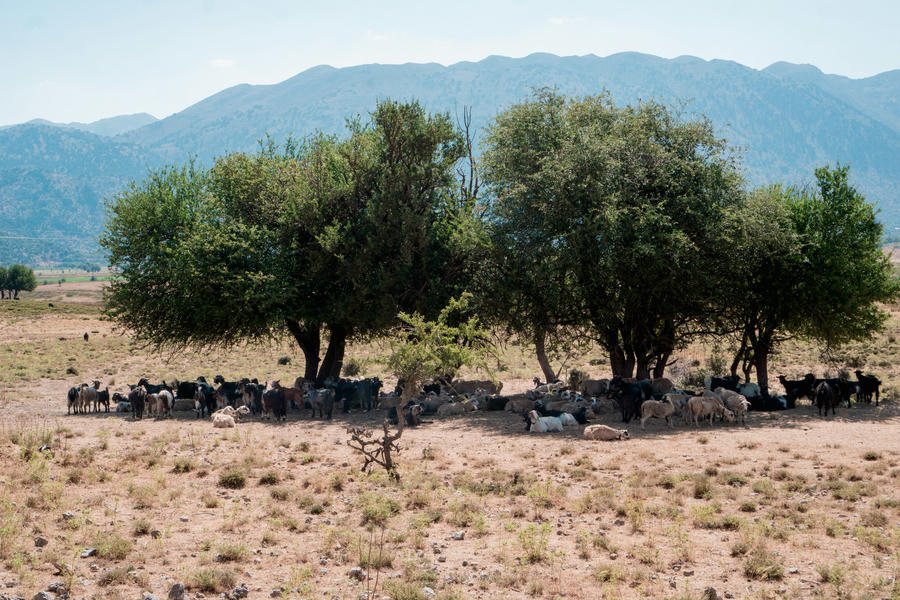 Goats and sheep of Crete