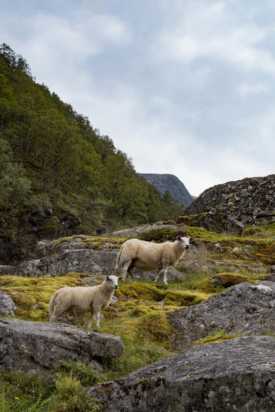 Happy sheep in fjord Norway