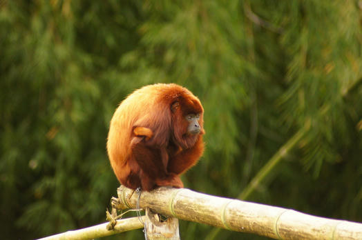 Unveiling Hidden Colombia: A Journey Off the Beaten Path