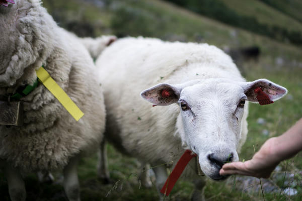 happy sheep