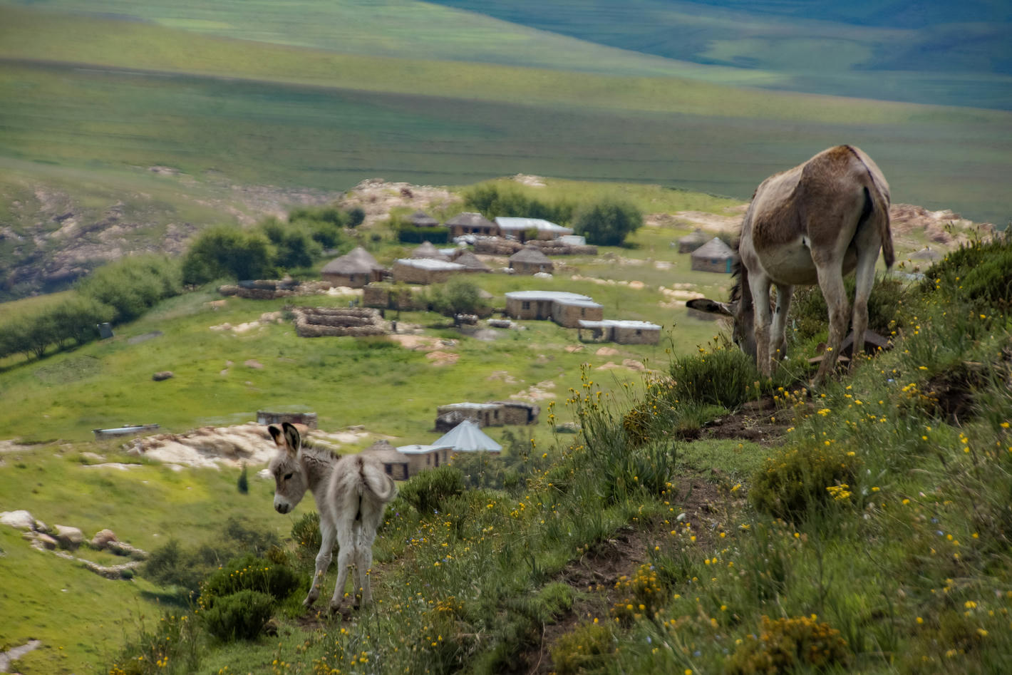 Trail Ride in Drakensberg with Khotso