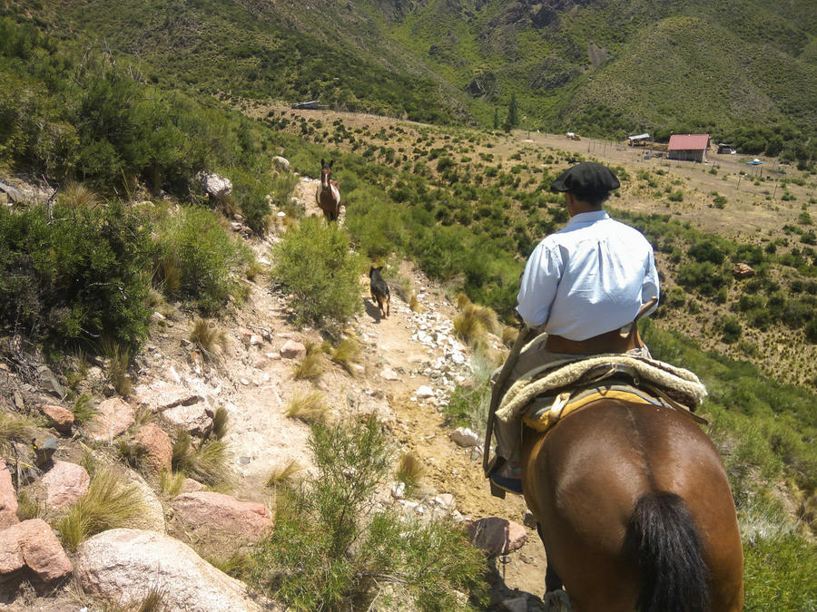 gauchos