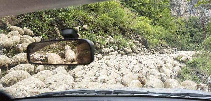 sheep on the road