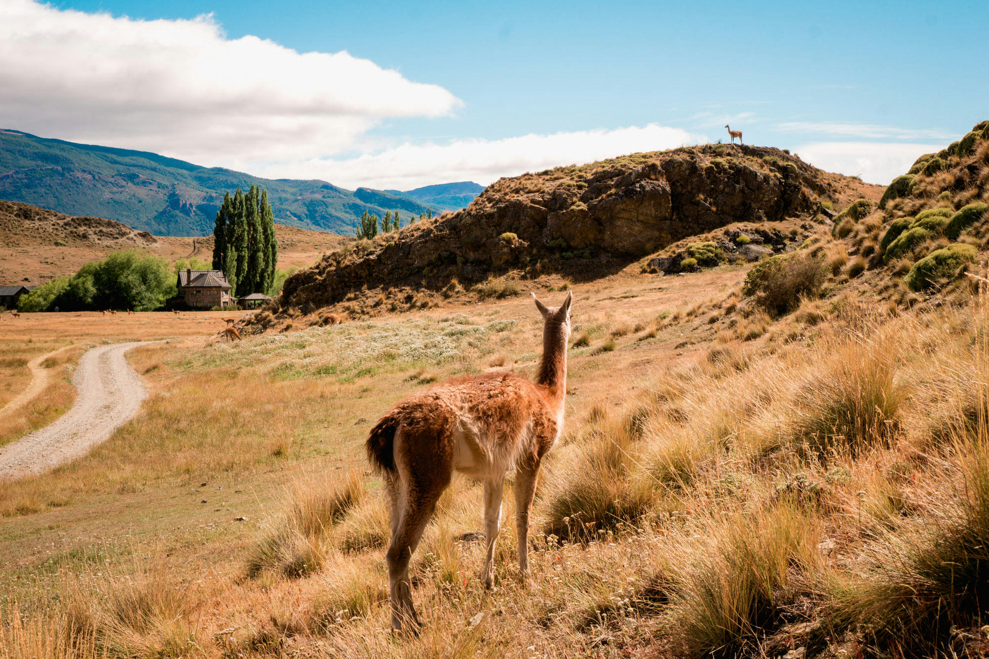 guanacos