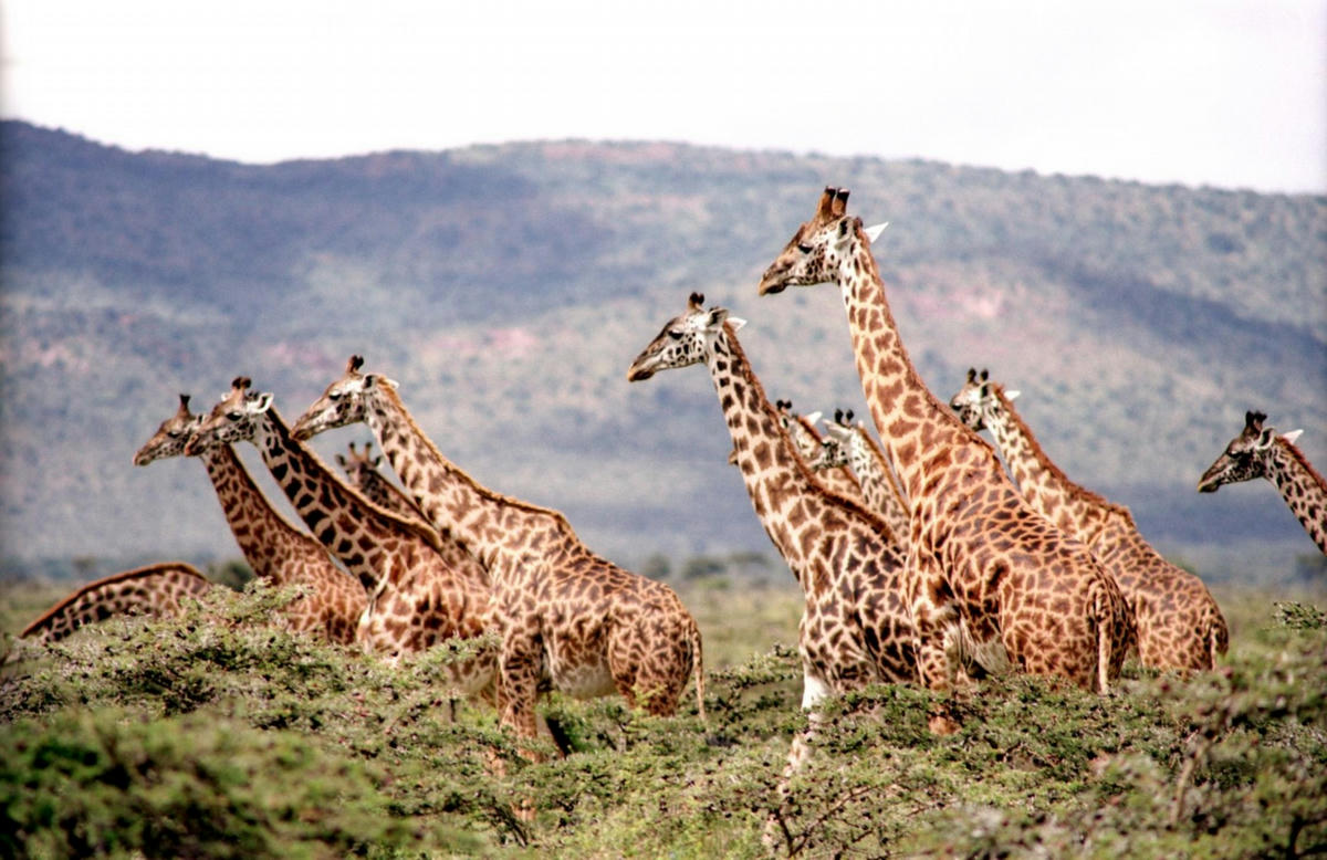 horseback safari