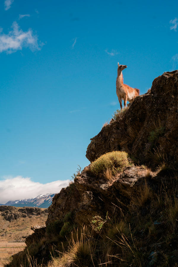 guanacos