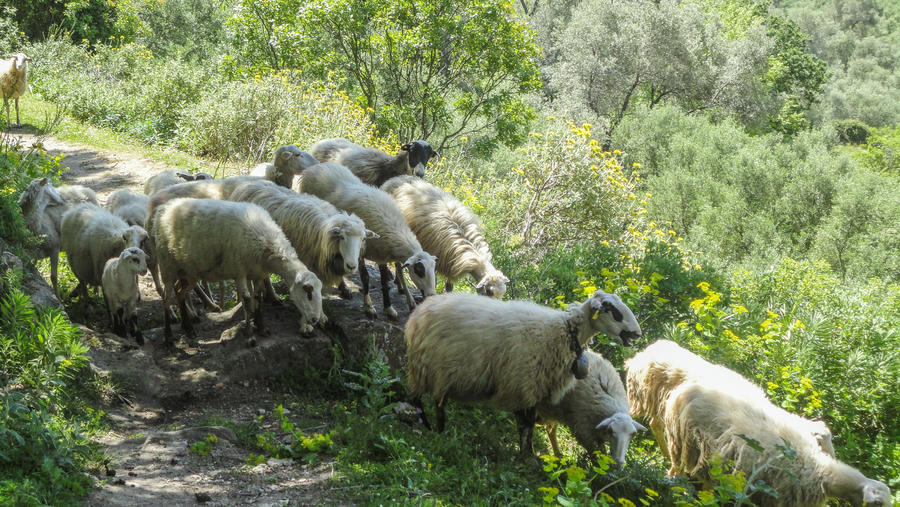 sheep on the road