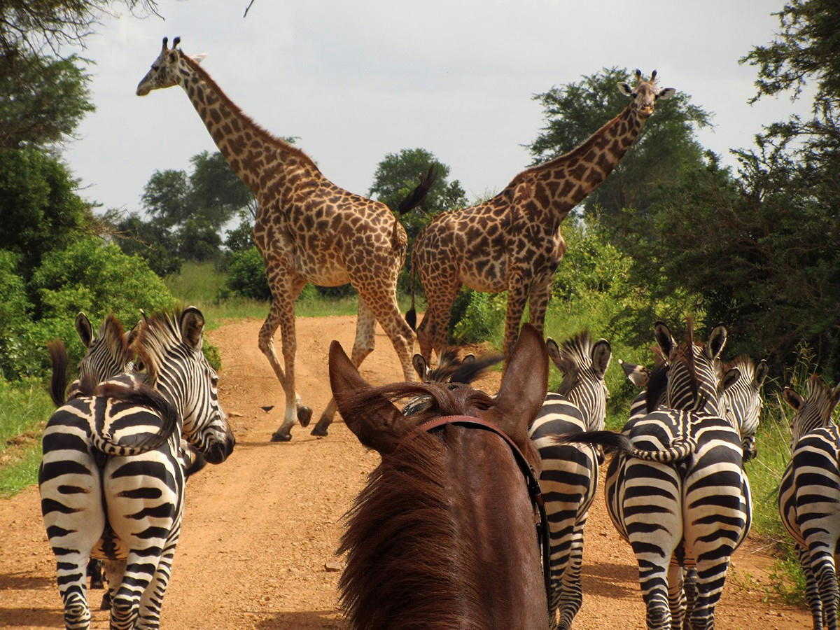 horseback safari