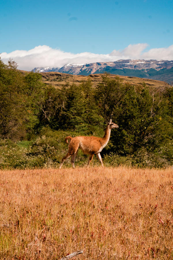 guanacos