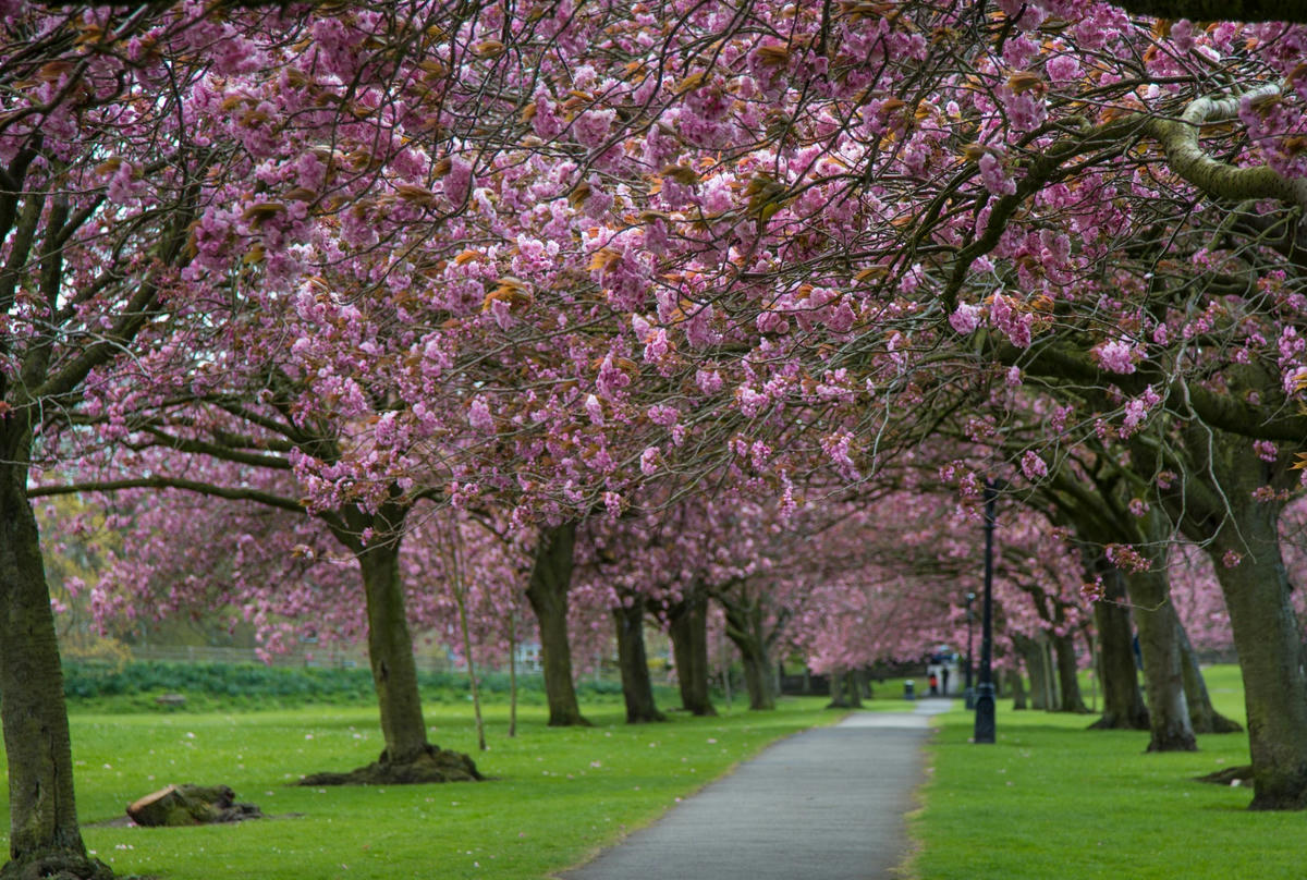 cherry alley