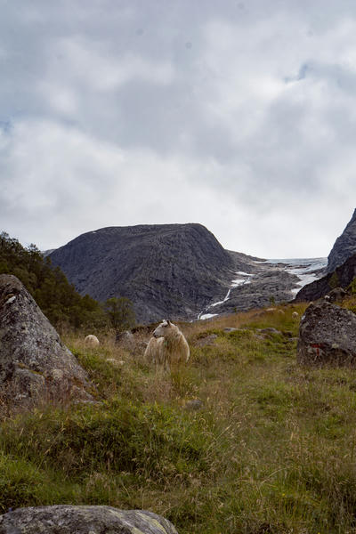 Happy sheep in fjord Norway