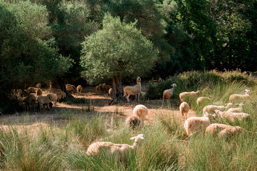 sheep sheep