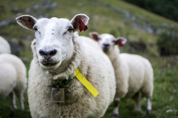 Happy sheep in fjord Norway