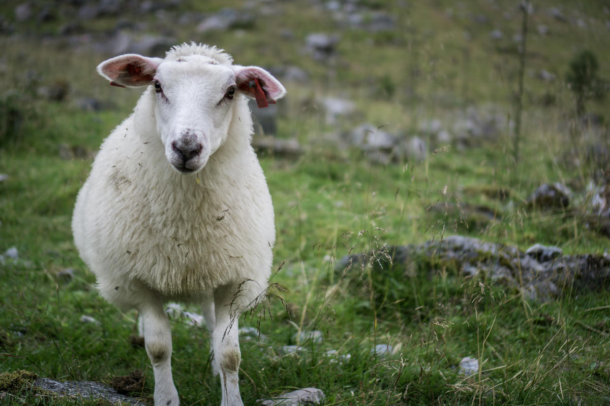 Happy Sheep in Norway