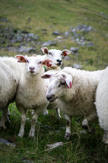 Happy sheep in fjord Norway