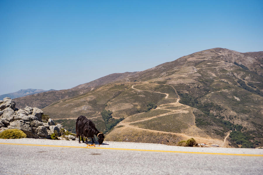 Goats and sheep of Crete