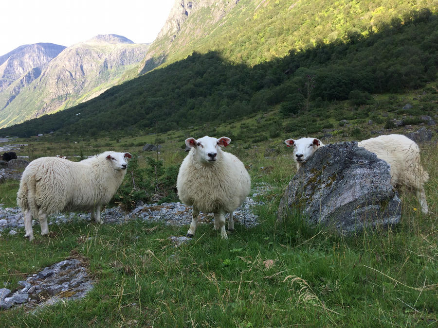 sheep Norway sheep Norway