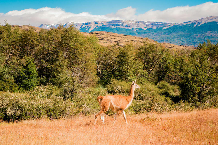 guanaco