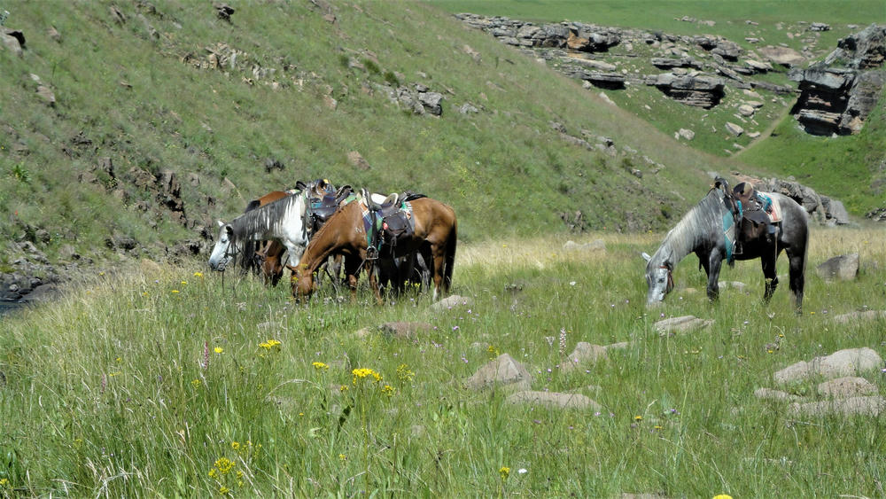 Trail Ride in Drakensberg with Khotso