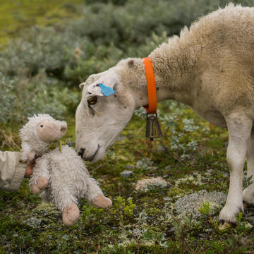 Happy sheep in fjord Norway