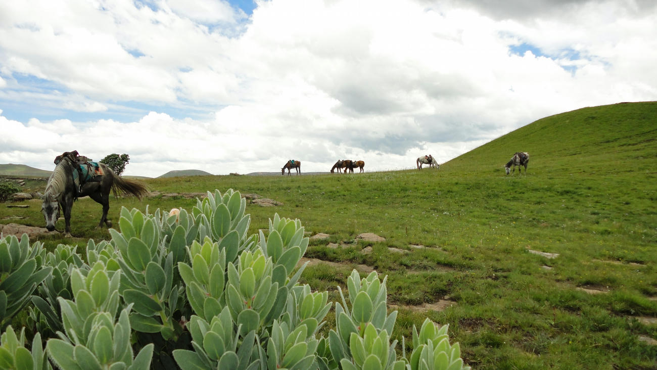 Trail Ride in Drakensberg with Khotso