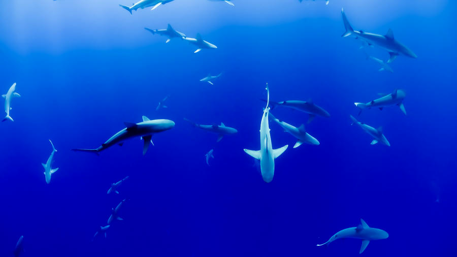sharks sharks