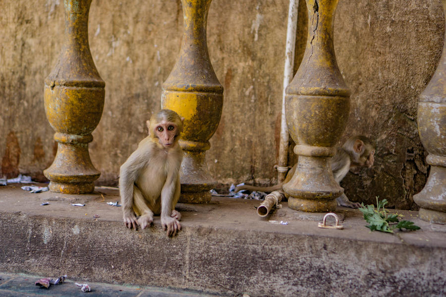 The Spirits and Monkeys of Mount Popa - A Story in Pictures