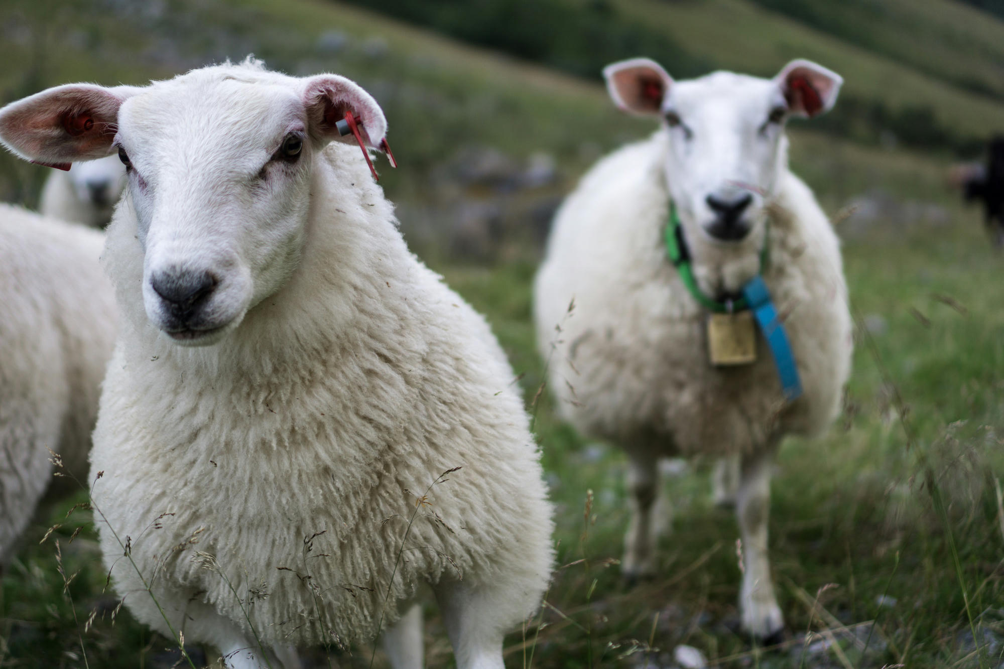 Happy sheep in fjord Norway