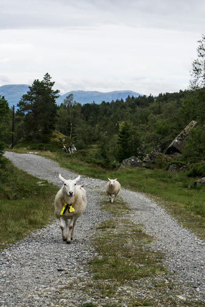 Happy sheep in fjord Norway